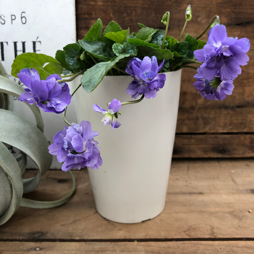 無農薬 パルマスミレ 香り良いスミレ♡かわいいお庭に〜 fit=scale