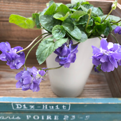 パルマスミレ♡大人気♡とてもいい香り♡パープル♡ガーデニング