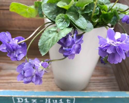 パルマスミレ♡大人気♡とてもいい香り♡パープル♡ガーデニング