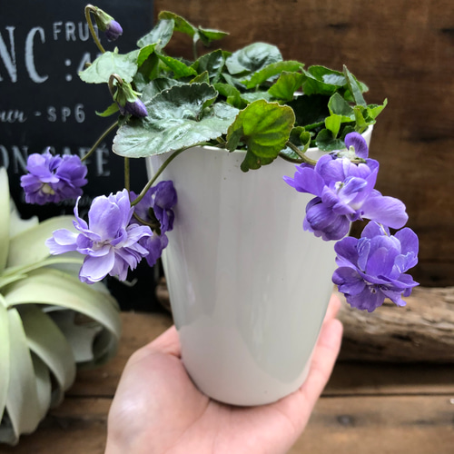 パルマスミレ♡大人気♡とてもいい香り♡パープル♡ガーデニング