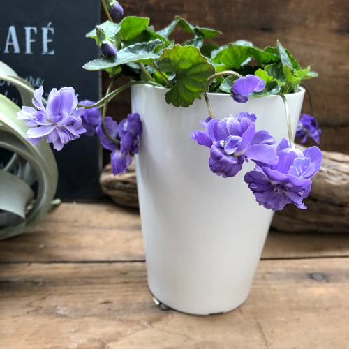 無農薬(ᵔᴥᵔ)① パルマスミレ香り良いスミレ♡かわいいお庭に