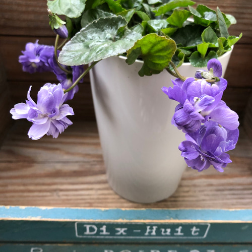 パルマスミレ♡大人気♡とてもいい香り♡パープル♡ガーデニング