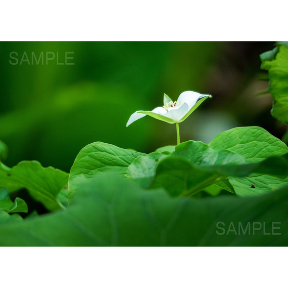 【A4、A3可能】森の白い一輪。アートポスター北海道風景写真 1枚目の画像