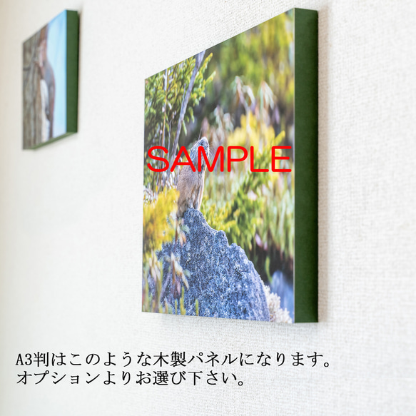 【A4、A3可能】森の白い一輪。アートポスター北海道風景写真 6枚目の画像
