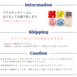 【 イモーテル 小分け  】 ドライフラワー 少量 ヘッドのみ 花材 レジン 材料 封入 素材 花素材 パーツ 10枚目の画像