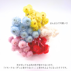 【 イモーテル 小分け  】 ドライフラワー 少量 ヘッドのみ 花材 レジン 材料 封入 素材 花素材 パーツ 4枚目の画像