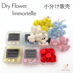 【 イモーテル 小分け  】 ドライフラワー 少量 ヘッドのみ 花材 レジン 材料 封入 素材 花素材 パーツ 1枚目の画像