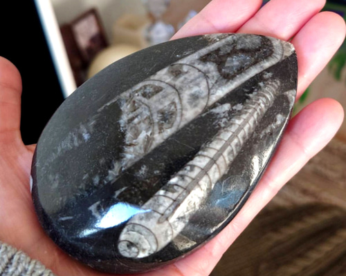 オルソセラス化石 その他アクセサリー Glowing lotus 通販 17049847