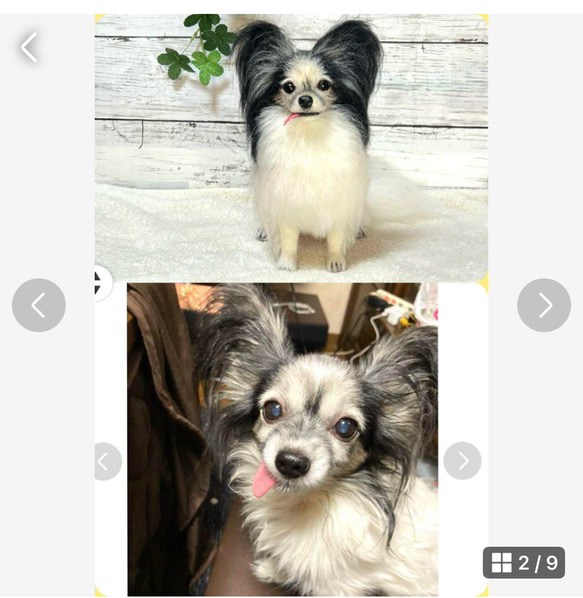 ☆羊毛フェルト☆【オーダーメイド】☆ハンドメイド☆リアル☆パピヨン☆うちの子☆メモリアル☆犬☆ぬいぐるみ☆虹の橋 