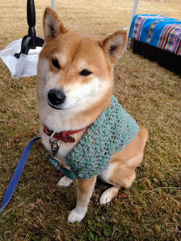 ワンちゃんネコちゃん用ぷっくりお花の三角ショールカーディガン♡小型用 5枚目の画像