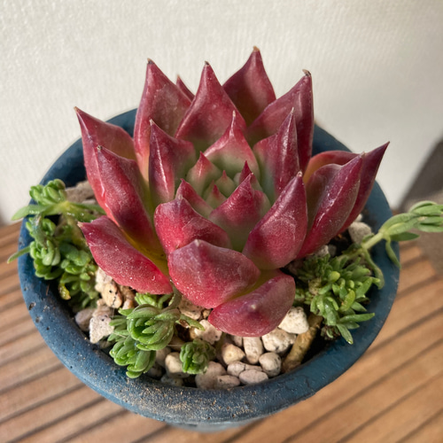 多肉植物 フランク お一人様鉢 韓国苗 そのまま飾れる 多肉植物