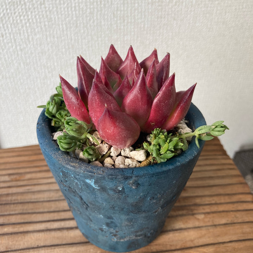Top【選抜株】多肉植物　25131フランク　15個　鉢無し/脱土 多肉植物 フランク お一人様鉢 韓国苗 そのまま飾れる 多肉植物