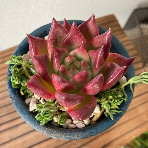 多肉植物 韓国苗 ♡yuiruna♡様 多肉植物カット苗の通販 | エケベリア(