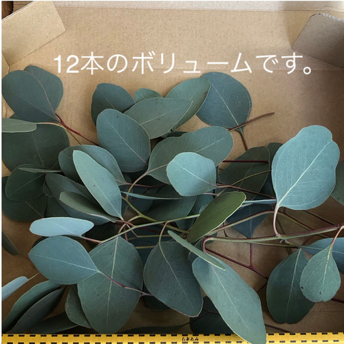 ユーカリ フレッシュ 短め 25本 ＊入浴用 ハンドメイド花材