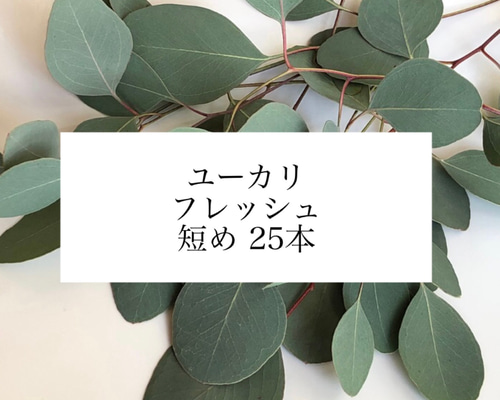 専用＊ユーカリポポラス.グニユーカリ.フレッシュ詰め合わせ　 80サイズ d68a422de3f62cd1e88d2a1428fe5e