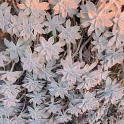 おぼろづき 強健 ⭐️暴れ朧月⭐️ 11頭位 鉢内全て 大量 多肉 抜き苗 おぼろづき 強健 ⭐️暴れ朧月⭐️ 11頭位 鉢内全て 大量 多肉