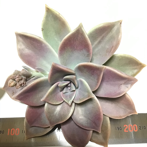 ⭐️朧月 複数株⭐️ 15頭以上 エケベリア 強健多肉 寄せ植え 多頭 朧月 | 多肉植物図鑑 | みんなで多肉