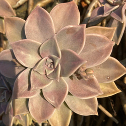 朧月　多肉植物 11枚目の画像