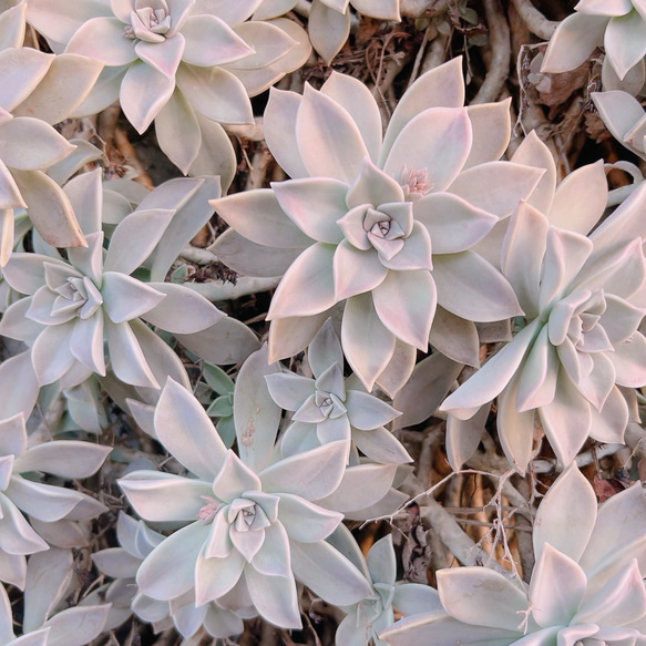 朧月　多肉植物 2枚目の画像