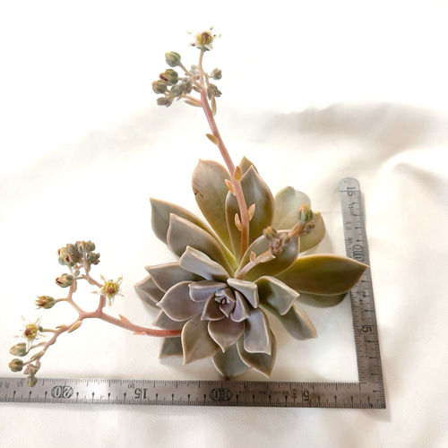 ⭐️朧月 複数株⭐️ 15頭以上 エケベリア 強健多肉 寄せ植え 多頭 ⭐️朧月 複数株⭐️ 15頭以上 エケベリア 強健多肉 寄せ植え 多頭