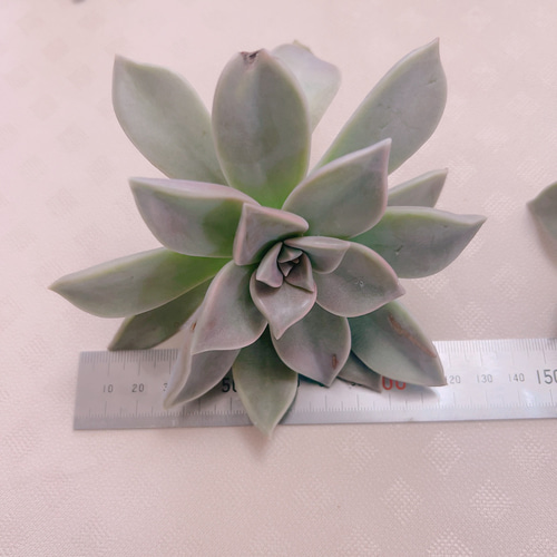 朧月 多肉植物 約150g 多肉植物 Satsuki 通販 17051808｜Creema