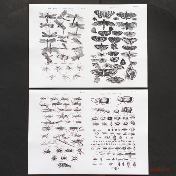 永斯頓紙質書籍封面《鳥獸蟲魚》2（5 件組） 第6張的照片