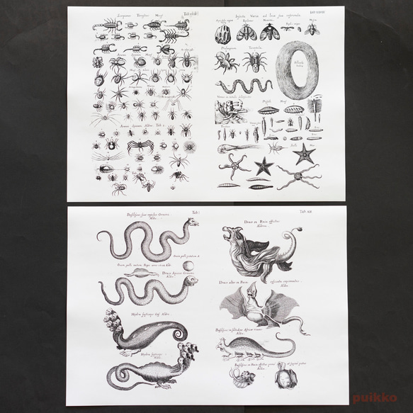 永斯頓紙質書籍封面《鳥獸蟲魚》2（5 件組） 第7張的照片