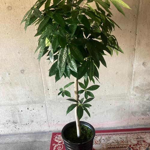 光触媒 人工観葉植物 ウォールグリーン フェイクグリーン パキラ 光触媒 人工観葉植物 ウォールグリーン フェイクグリーン パキラ