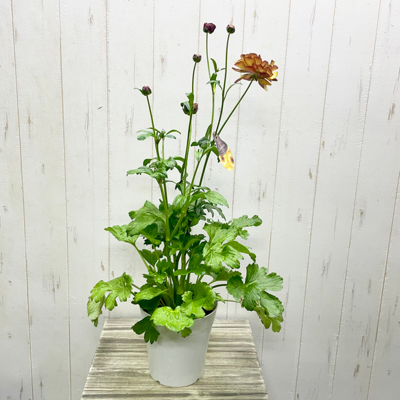 ラナンキュラス ラックスのオーダーページ 【公式通販】