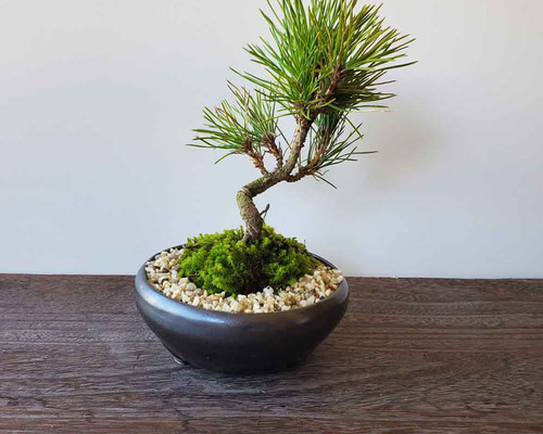 お好きな化粧砂からお選びください【黒松盆栽 万古黒丸鉢 】くろまつ