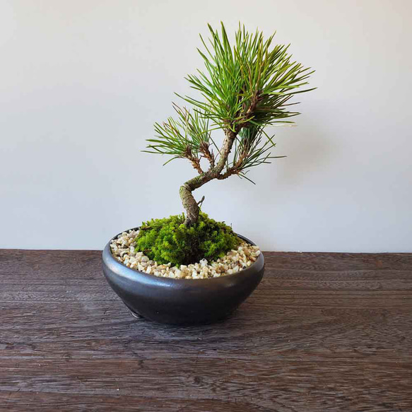 蒼*隅様 手のひらサイズの黒松盆栽 蒼*隅様 手のひらサイズの黒松盆栽 蒼*隅様 手のひらサイズの