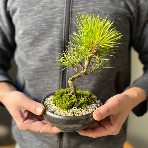 TAKE1123！盆栽 小品盆栽 ミニ盆栽 黒松盆栽❗️値下げ❗️ TAKE1123