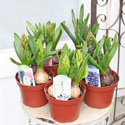 花苗 常緑樹 メラレウカ・ティーツリー トピアリー仕立て 4号ポット