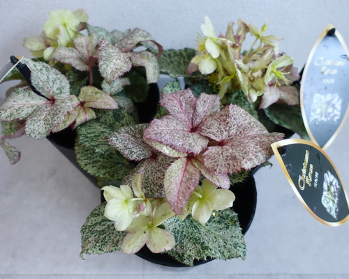 クリスマスローズ スノーフィーバー 斑入り 苗 花苗 5.5号 HGCシリーズ