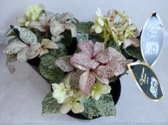 クリスマスローズ スノーフィーバー 斑入り 苗 花苗 5.5号 HGCシリーズ