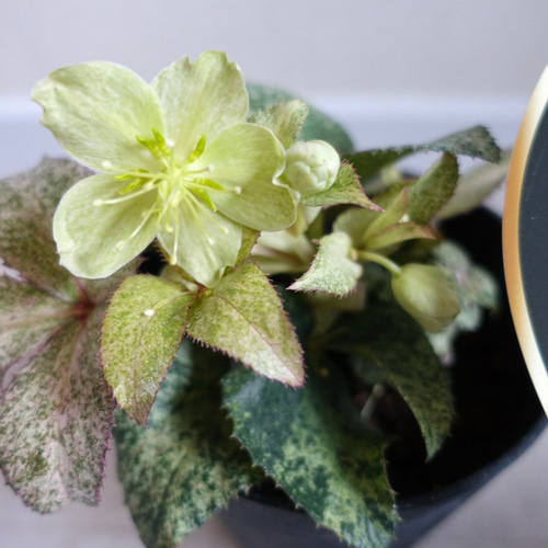 クリスマスローズ スノーフィーバー 斑入り 苗 花苗 5.5号 HGCシリーズ