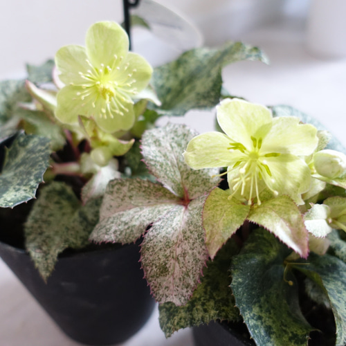 クリスマスローズ スノーフィーバー 斑入り 苗 花苗 5.5号 HGCシリーズ