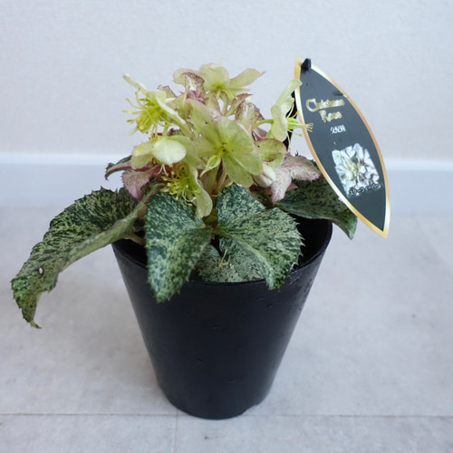 クリスマスローズ スノーフィーバー 斑入り 苗 花苗 5.5号 HGCシリーズ