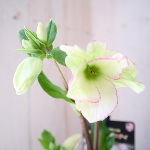 氷の薔薇♡ピコティ♡クリスマスローズ♡ アートフラワー nico