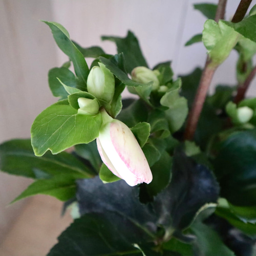 氷の薔薇♡ピコティ♡クリスマスローズ♡ アートフラワー nico