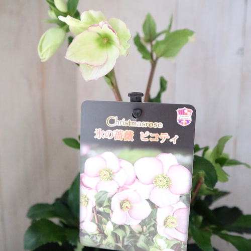氷の薔薇♡ピコティ♡クリスマスローズ♡ クリスマスローズ,童仙房ナーセリー＆ガーデンのクリスマス