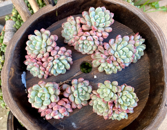 雪桃 群生 カット苗 韓国苗 多肉植物 多肉植物 プクニク 通販 17056471