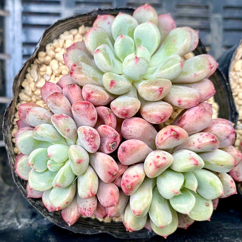 雪桃 群生 カット苗 韓国苗 多肉植物 多肉植物 プクニク 通販 17056471