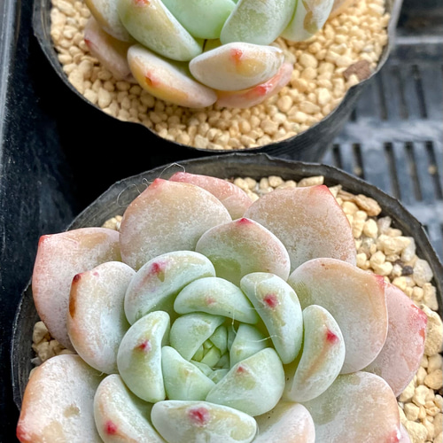 ラウル×ラウィ エケベリア 韓国苗 多肉植物 多肉植物 プクニク 通販