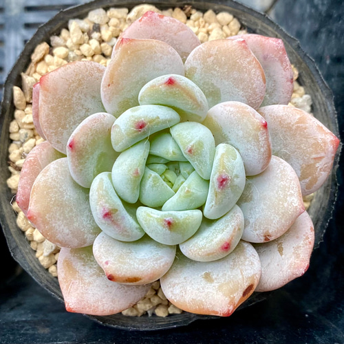 ラウル×ラウィ エケベリア 韓国苗 多肉植物 多肉植物 プクニク