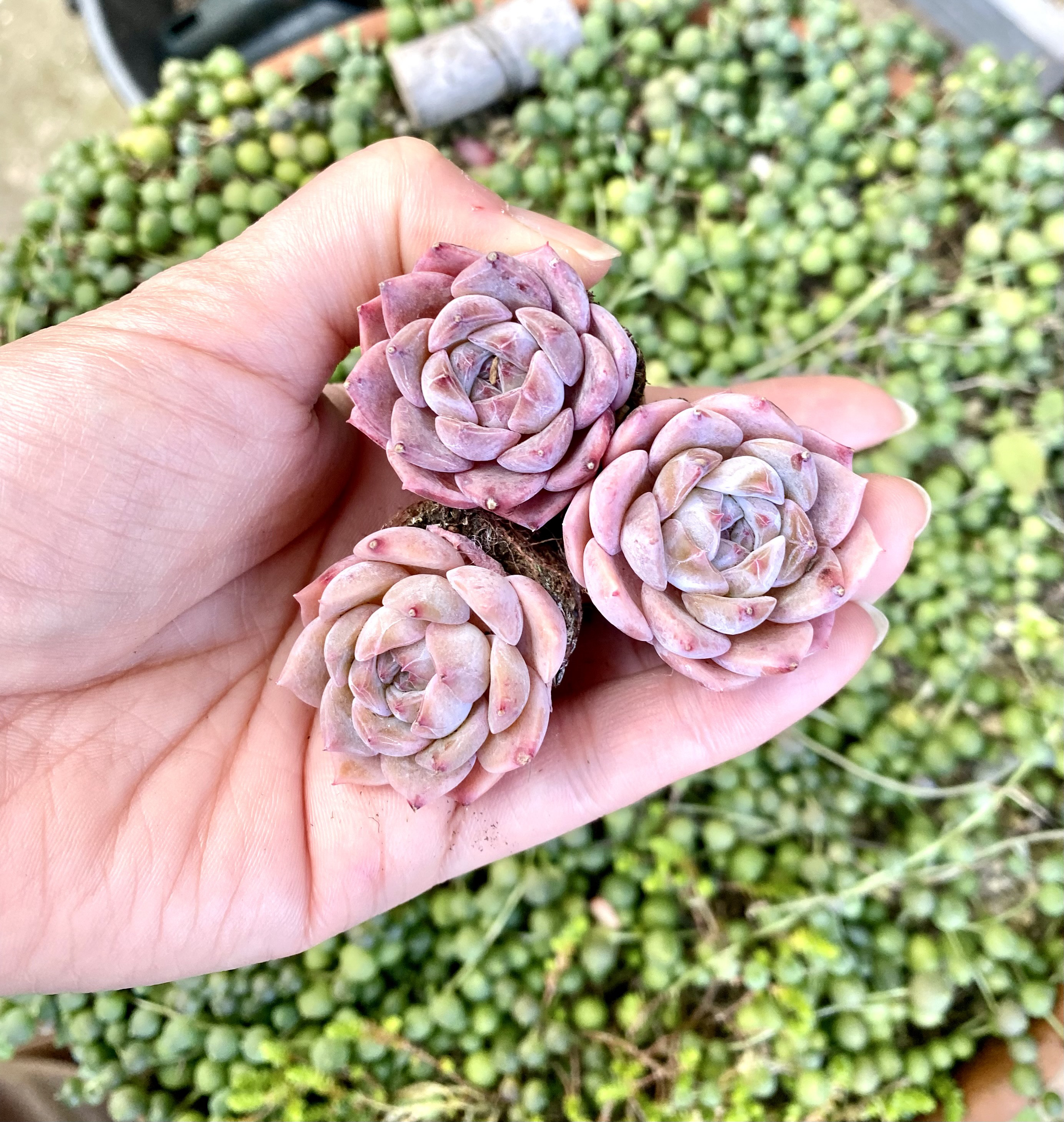 ① スウェットボール エケベリア 多肉植物 ミニ苗1個
