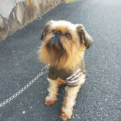 多頭飼いに・アシンメトリーシリーズ・裏毛カーキ地・右ボーダー犬服Tシャツ2407　#ボストンテリア #フレンチブルドッグ 2枚目の画像