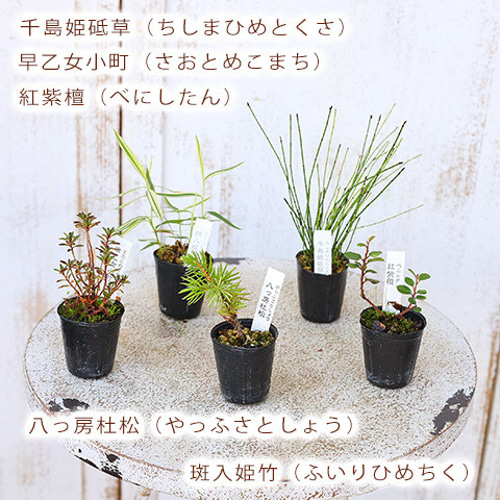 2苗セット 草花苗 山野草 1号 盆栽 ミニ 育てやすい 寄せ植え 2苗セット 草花苗 山野草 1号 盆栽 ミニ 育てやすい 寄せ植え