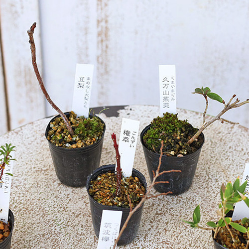 専用　カラフルいろいろ中古盆栽鉢11品×4セット　山野草 楽天市場】（山野草）苔盆栽 おまかせ山野草・鉱石 益子焼植え
