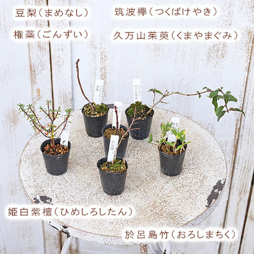 2苗セット 草花苗 山野草 1号 盆栽 ミニ 育てやすい 寄せ植え 和風